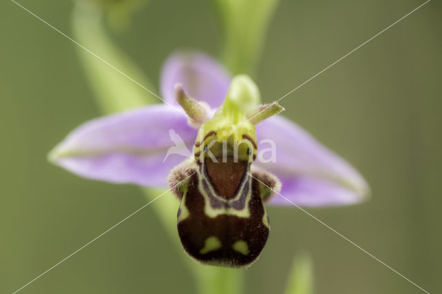 Bee Orchid (Ophrys apifera)