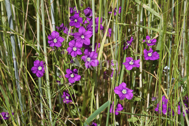 Groot spiegelklokje (Legousia speculum-veneris)