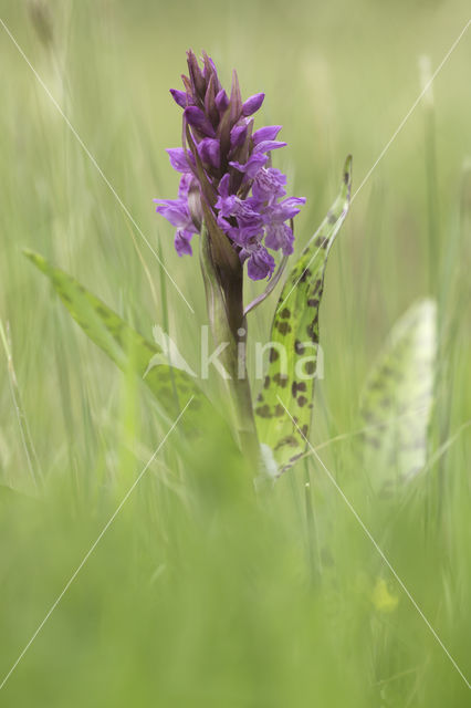 Marsh-orchid (Dactylorhiza purdalina)