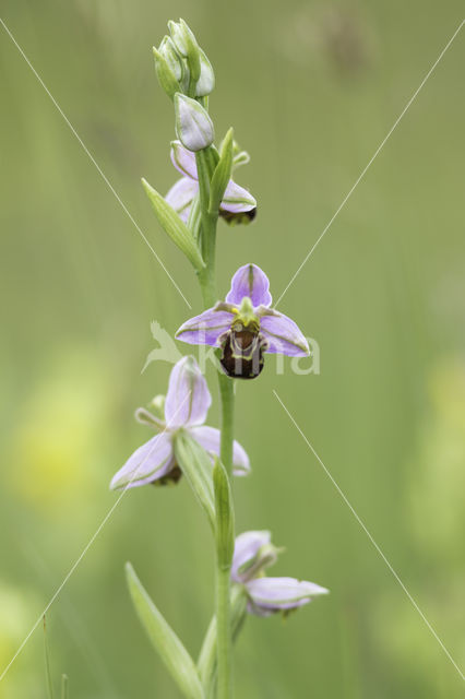 Bee Orchid (Ophrys apifera)