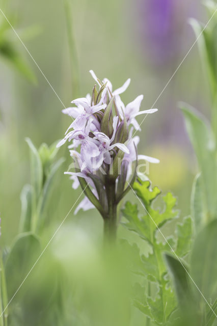 Vleeskleurige orchis (Dactylorhiza incarnata)