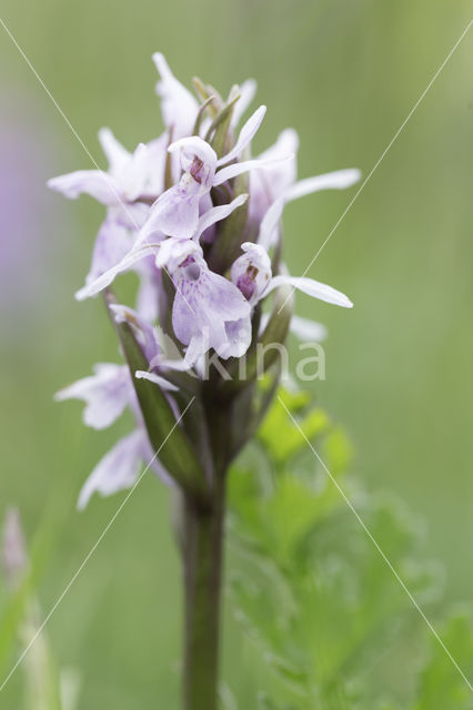 Early Marsh-orchid (Dactylorhiza incarnata)