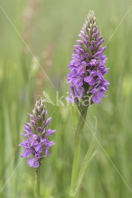 Southern Marsh-orchid (Dactylorhiza praetermissa)