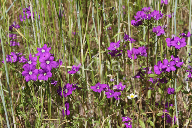 Groot spiegelklokje (Legousia speculum-veneris)