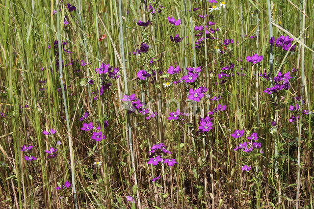 Groot spiegelklokje (Legousia speculum-veneris)