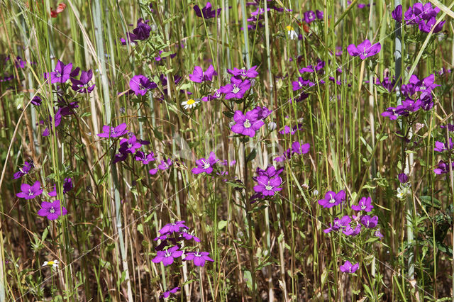 Groot spiegelklokje (Legousia speculum-veneris)