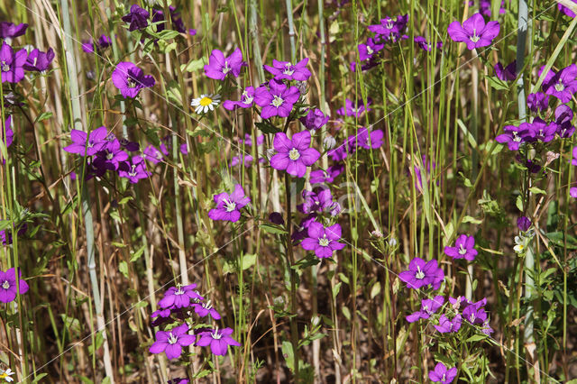 Groot spiegelklokje (Legousia speculum-veneris)