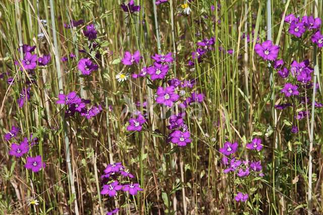 Groot spiegelklokje (Legousia speculum-veneris)