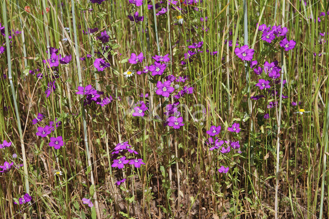 Groot spiegelklokje (Legousia speculum-veneris)