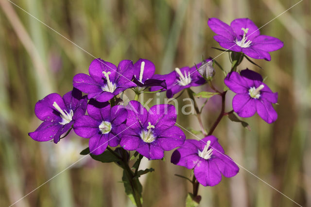 Groot spiegelklokje (Legousia speculum-veneris)