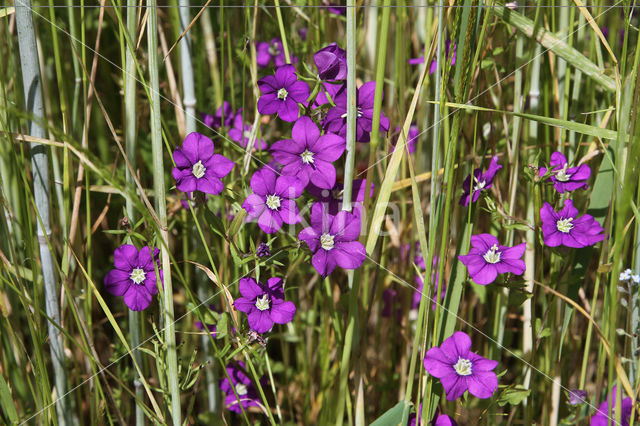 Groot spiegelklokje (Legousia speculum-veneris)