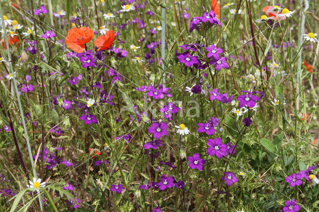 Groot spiegelklokje (Legousia speculum-veneris)