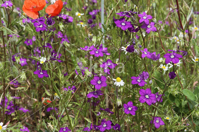 Groot spiegelklokje (Legousia speculum-veneris)