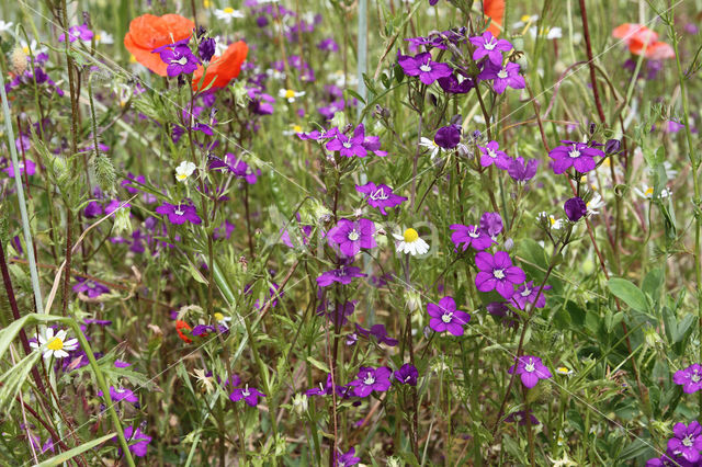 Groot spiegelklokje (Legousia speculum-veneris)