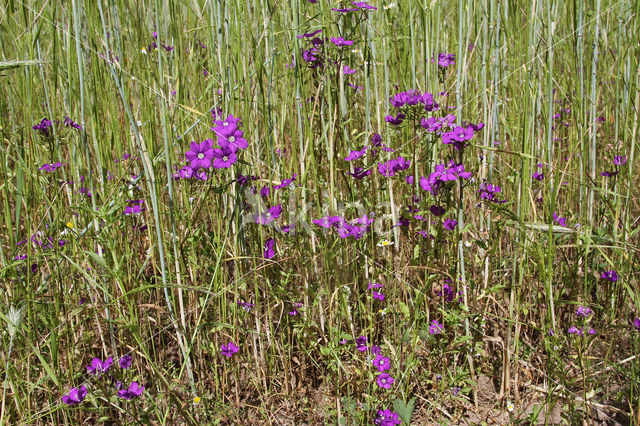 Large Venus's-looking-glass (Legousia speculum-veneris)