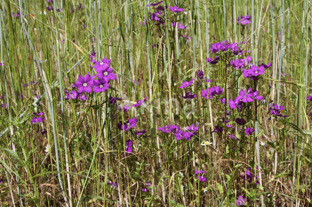 Groot spiegelklokje (Legousia speculum-veneris)