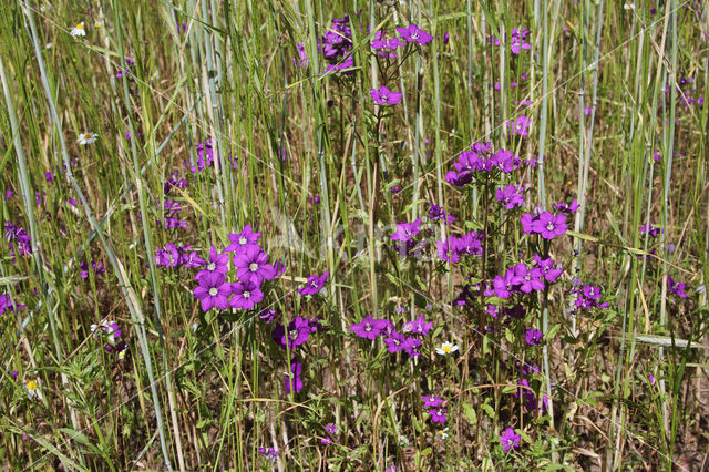 Groot spiegelklokje (Legousia speculum-veneris)