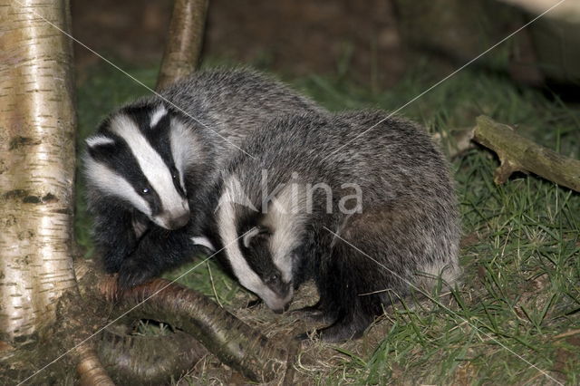 Badger (Meles meles)