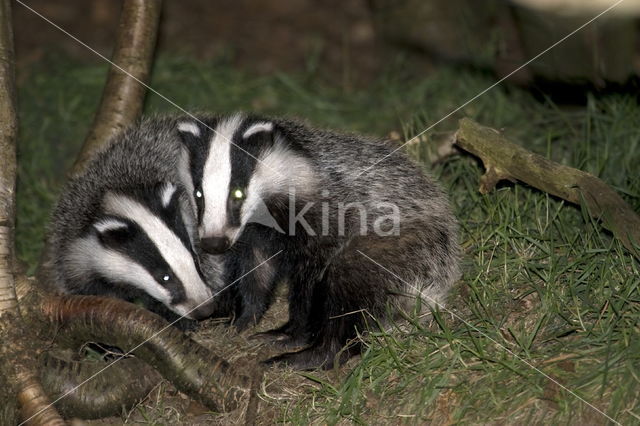 Badger (Meles meles)