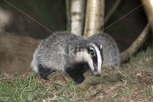 Badger (Meles meles)