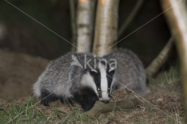 Badger (Meles meles)