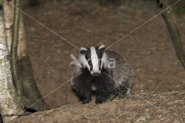 Badger (Meles meles)