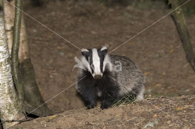 Badger (Meles meles)