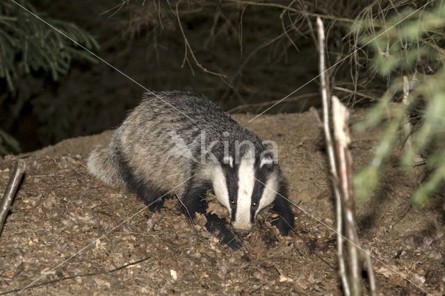 Badger (Meles meles)