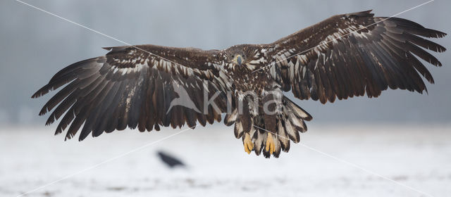 Zeearend (Haliaeetus albicilla)