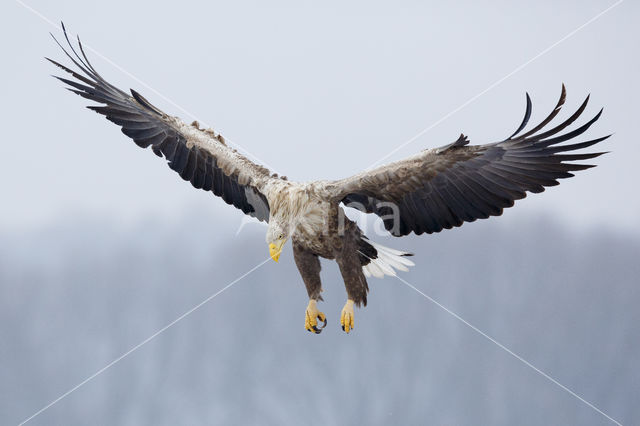 Zeearend (Haliaeetus albicilla)