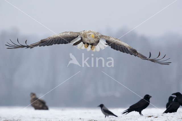 Zeearend (Haliaeetus albicilla)