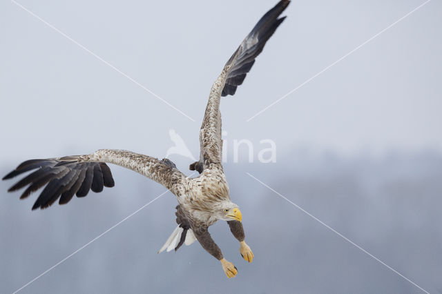 Zeearend (Haliaeetus albicilla)