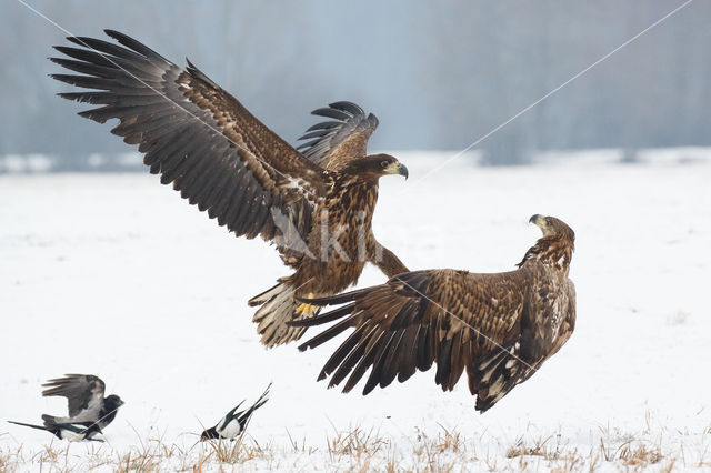 Zeearend (Haliaeetus albicilla)