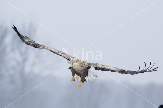 Zeearend (Haliaeetus albicilla)