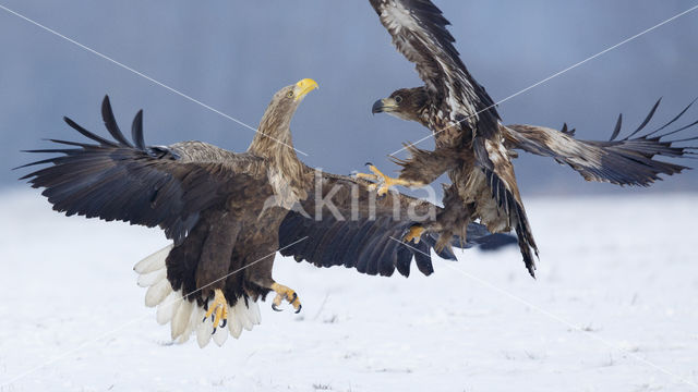 Zeearend (Haliaeetus albicilla)