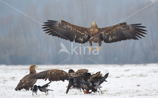 Zeearend (Haliaeetus albicilla)