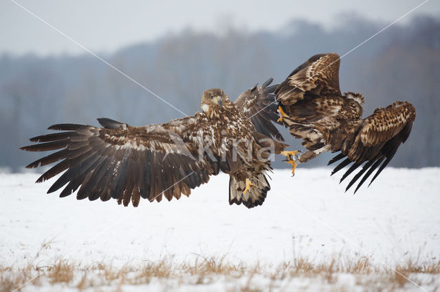 Zeearend (Haliaeetus albicilla)