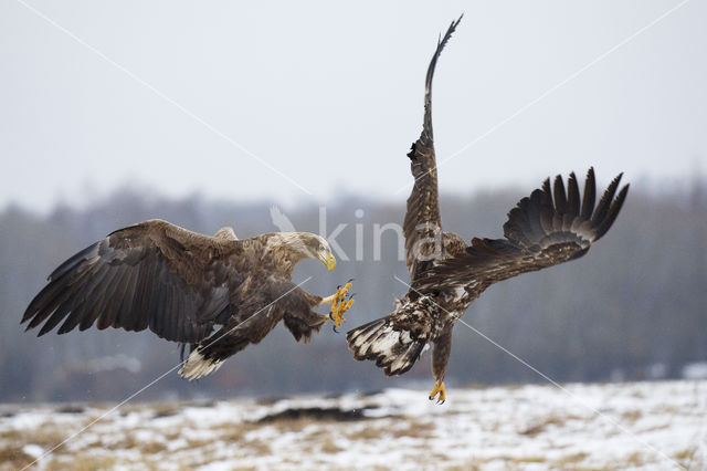 Zeearend (Haliaeetus albicilla)