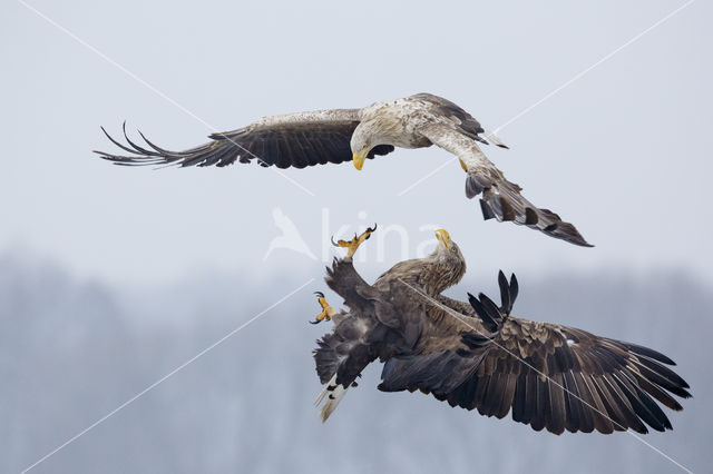 Zeearend (Haliaeetus albicilla)