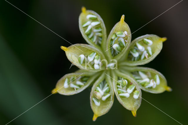 Dotterbloem (Caltha palustris)