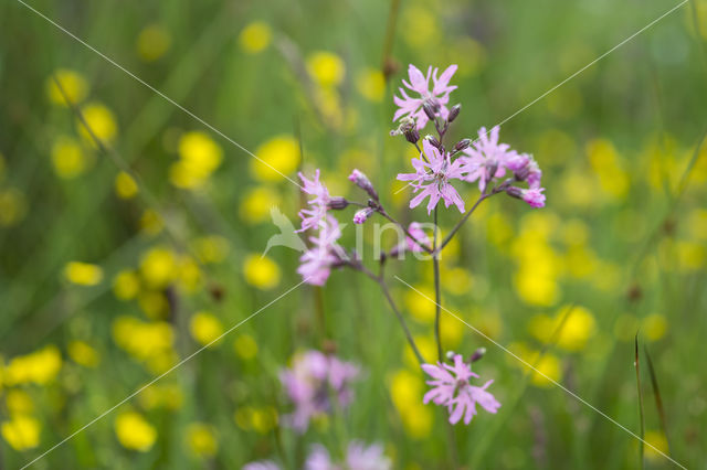 Echte koekoeksbloem (Lychnis flos-cuculi)