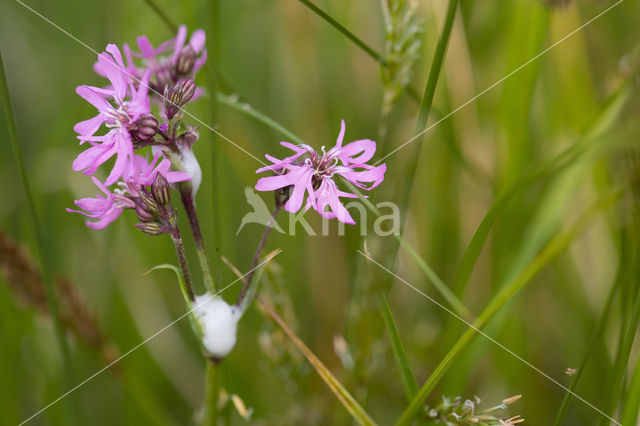 Ragged-Robin (Lychnis flos-cuculi)