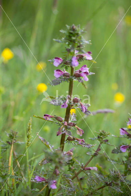 Moeraskartelblad (Pedicularis palustris)