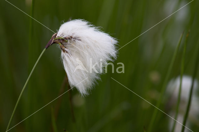 Common Cottongrass (Eriophorum angustifolium)