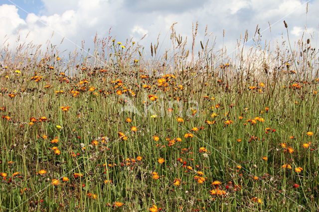 Oranje havikskruid (Hieracium aurantiacum)