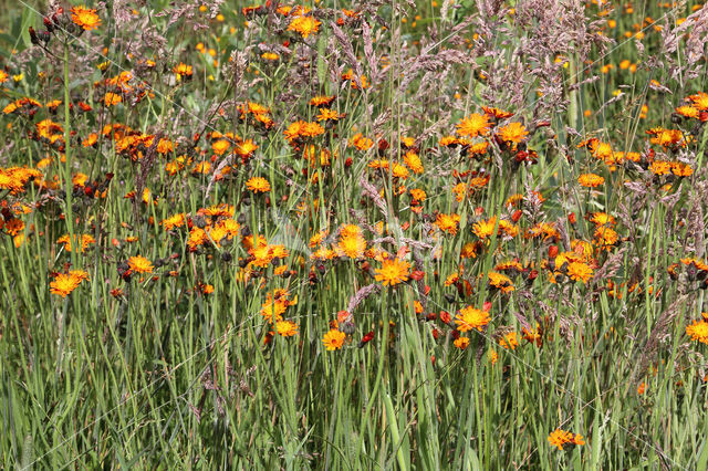 Oranje havikskruid (Hieracium aurantiacum)