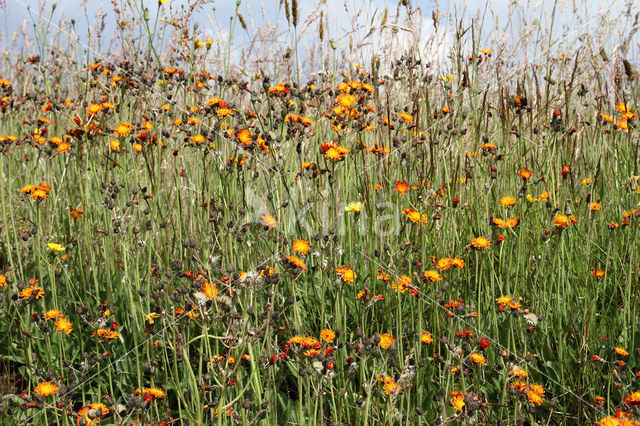 Oranje havikskruid (Hieracium aurantiacum)