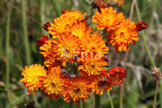 Oranje havikskruid (Hieracium aurantiacum)