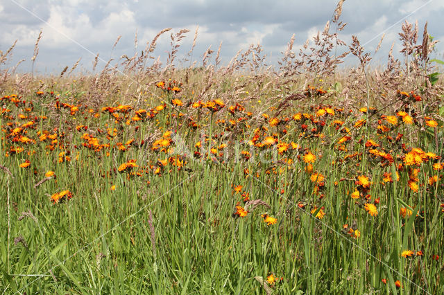 orange hawkweed (Hieracium aurantiacum)