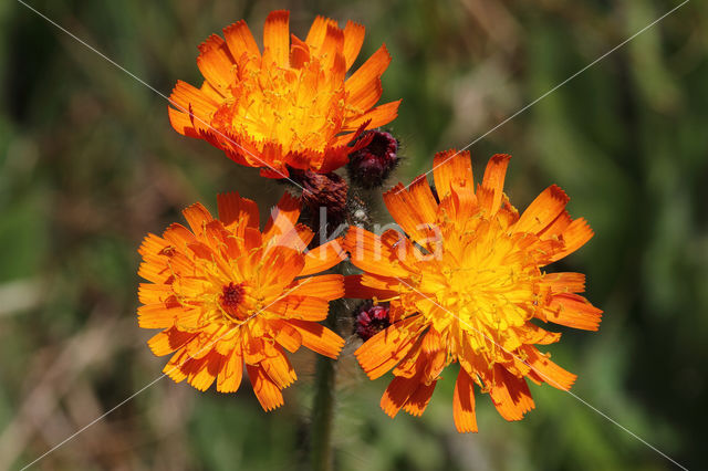 Oranje havikskruid (Hieracium aurantiacum)